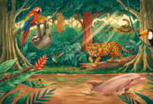 Brazilian Amazon Rainforest